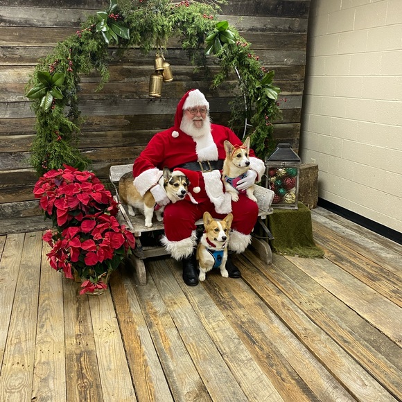 Meet your Posher, Hannah, Daisy, Rocky, Baxter(RIP) and Logan (RIP) - Picture 2 of 14